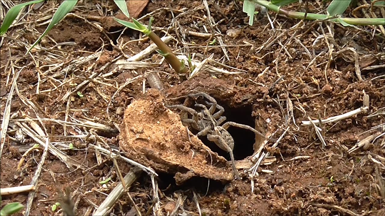 Wolf Spider Defends Its Territory