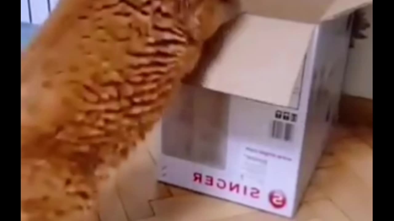 Animals videos comedy #Animals #videos #comedy
