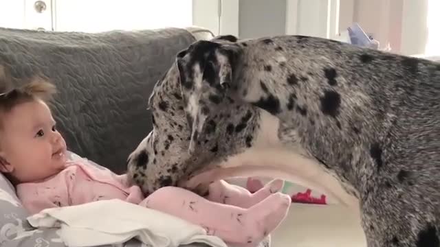 A cute dog is trying to get close to its little owner