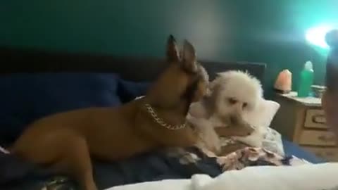 These dogs do a lot of things together