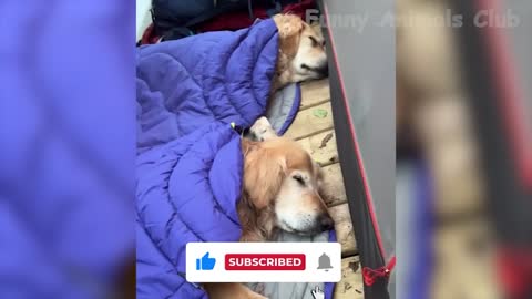 Funniest Cats😹 & Dogs🐶 Videos