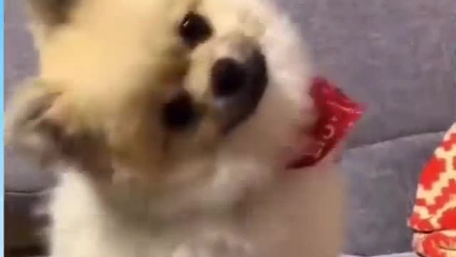 Funny Animal Video - 1