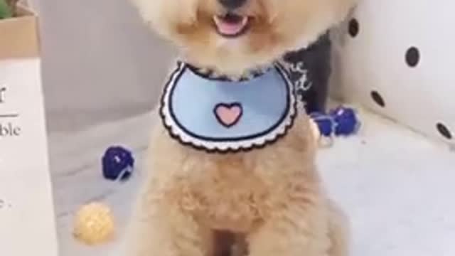 Dog And Cute Videos Funny Compilation 2021 || Funny Dog