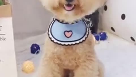 Dog And Cute Videos Funny Compilation 2021 || Funny Dog