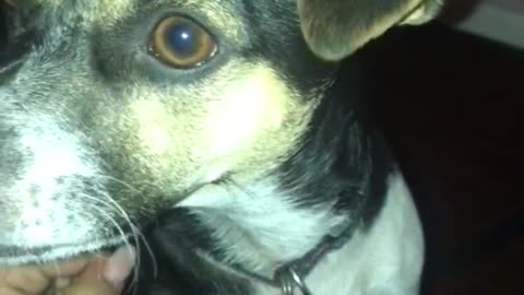 Black and white dog on woman's leg says i love you