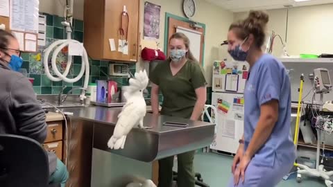Funny Bird Dancing with Nurses