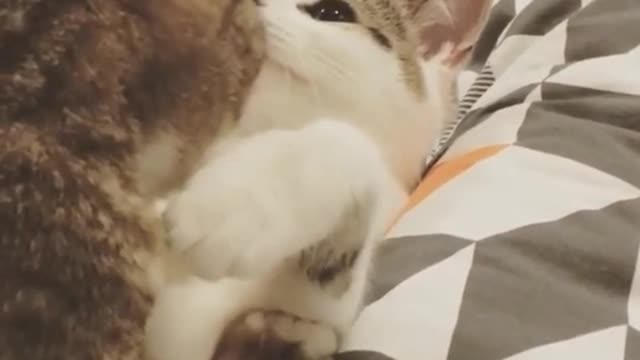 My cat hates dogs.