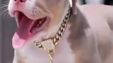 Pitbull #shorts #youtube #pitbull #cute #dogs