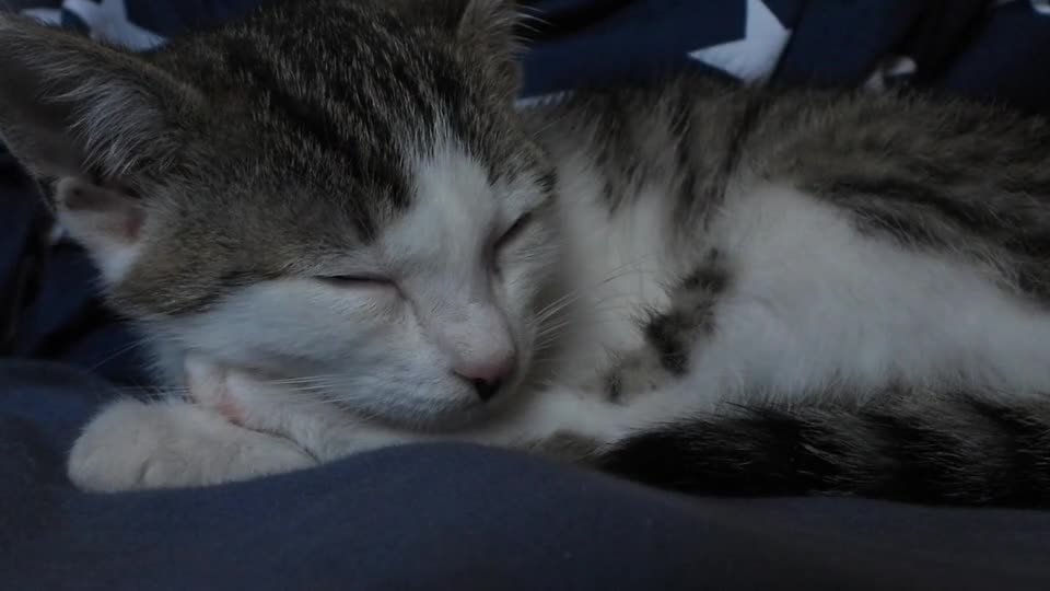 The cat reaction on seeing me recording a video