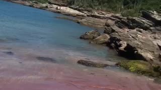 ARE PINK BEACHES REAL?