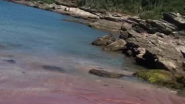 ARE PINK BEACHES REAL?