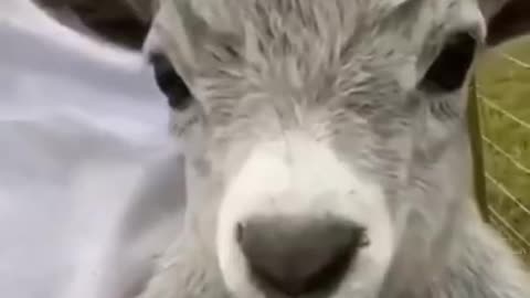 Try not to laugh funny animals 😹 #shorts