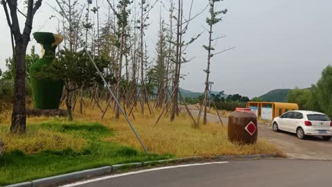 The rows of trees stand straight