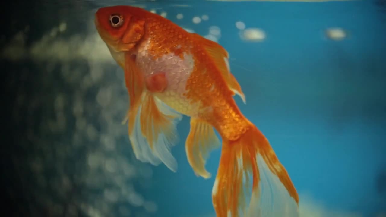 Beautiful golden fish swimming in transparent aquarium