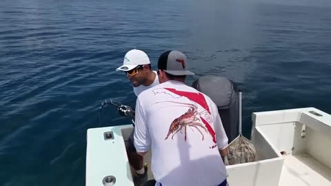 Trolling, the object is the surface migratory fish