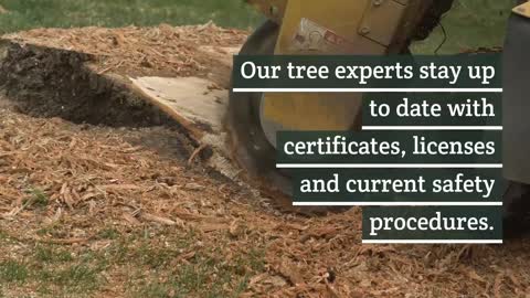 Commercial Tree Service Union City