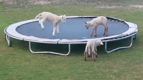 Sheep on trampoline