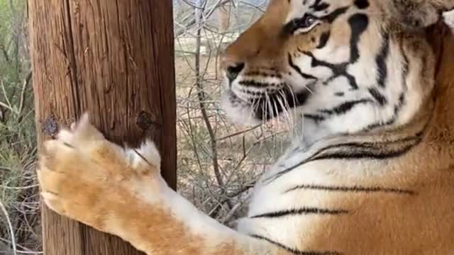 Did you see the tiger's claws again? It's so sharp