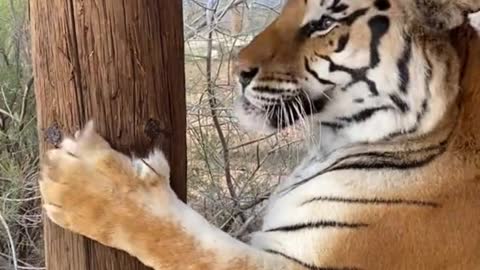 Did you see the tiger's claws again? It's so sharp