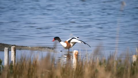 swan-gull-water-bird-sea-bird