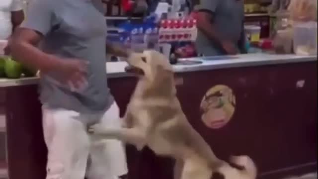 Perro se enamora de hombre