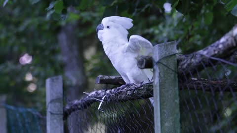 (FUNNY) WHITE PARROT GETS HIS GROOVE ON