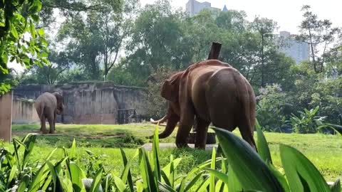 The teeth of elephant