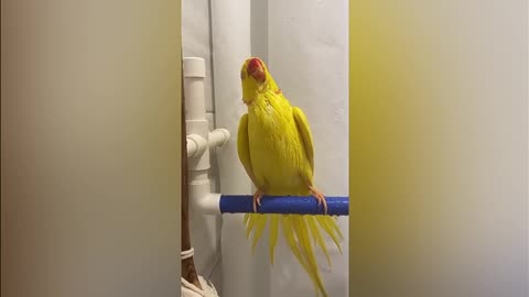 Funny parrot videos