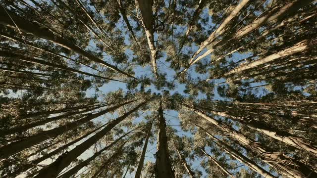 beautiful jungel view from a different | 4k | trees | wind | nature | exploring | relaxing
