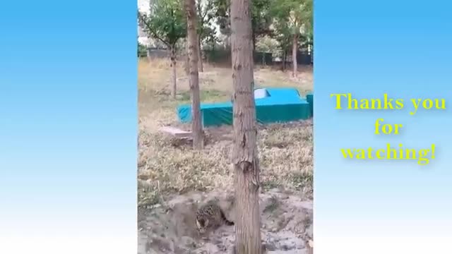 🐯 Funniest Animals 🐧 - Try Not To Laugh 😁 - Funny Domestic And Wild Animals' Life (360p)