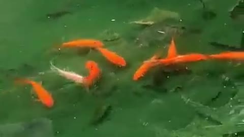 Many small goldfish