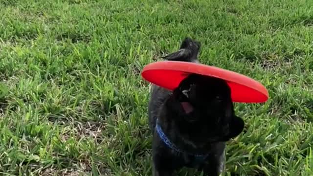 Black dog red frisbee running on grass