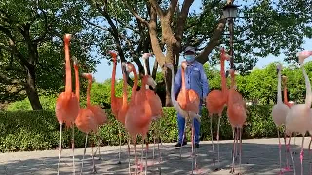 flamingos