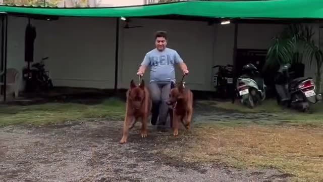 German shepherd