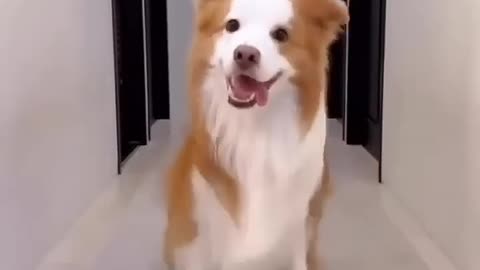 Funny animal part #13, funnyanimal,funnycat,funnydog,cat,dog