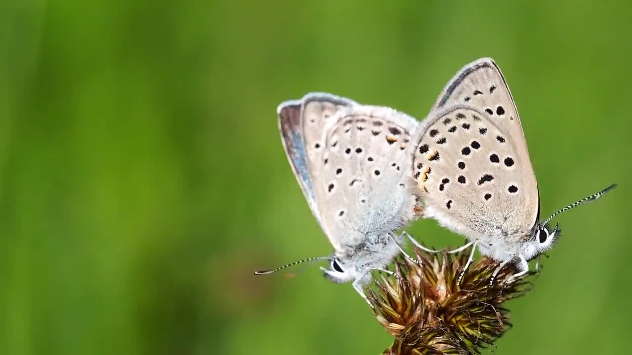 Butterflies Greenish Blues Mating Aricia Saepiolus