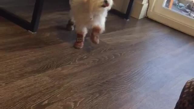 Dog with orange shoes