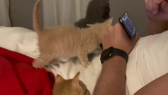 My boyfriend and the foster kittens he didn't want me to get