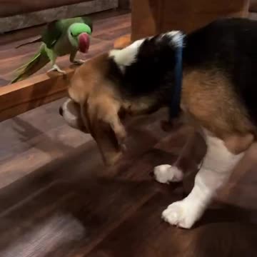 Dog and Parrot Friendship