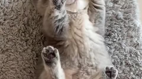 #kitten #cute #viral