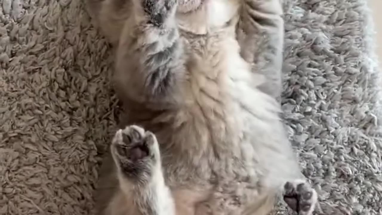 #kitten #cute #viral