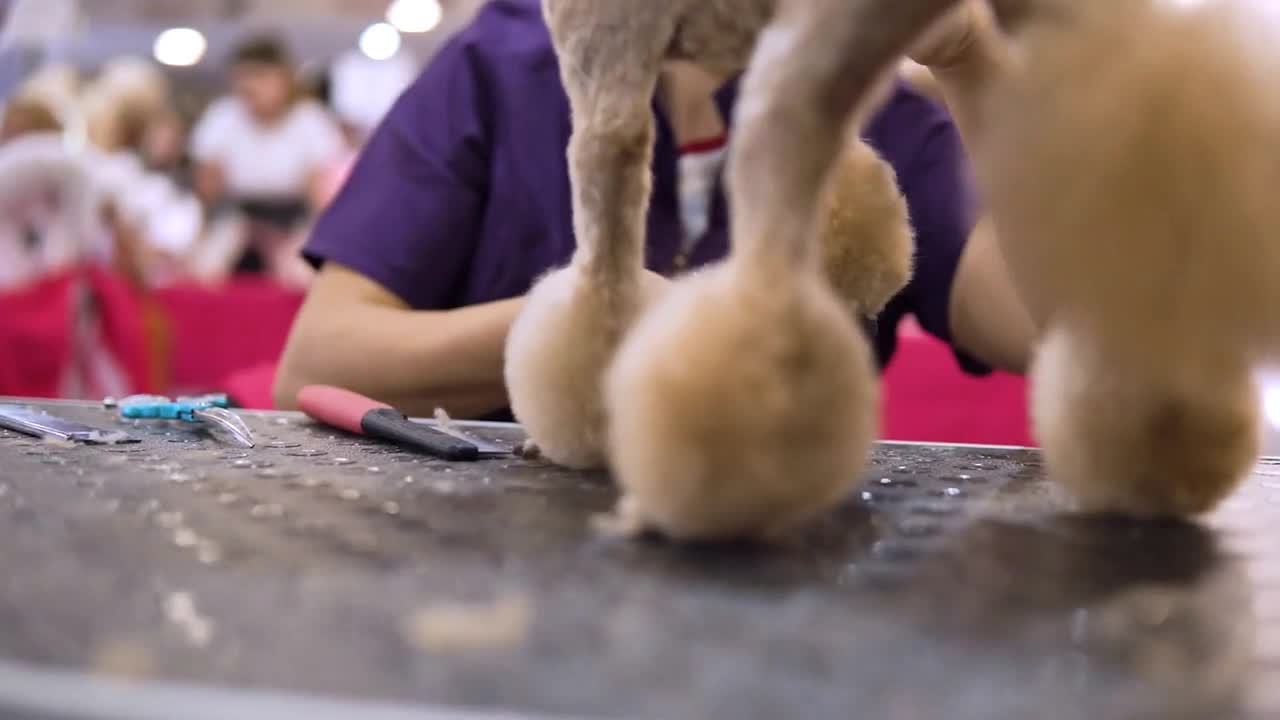 Poodle grooming at the salon for dogs while the competition for groomers