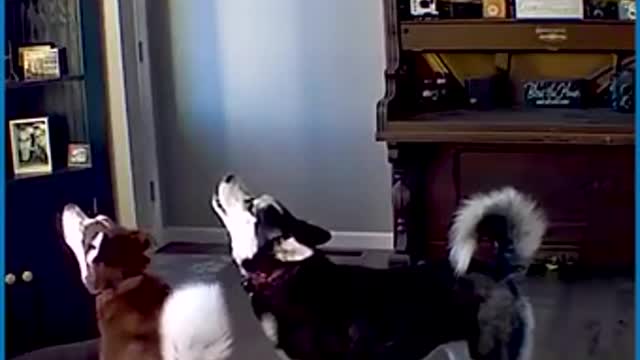 HUSKY HAVING AN ARGUMENT