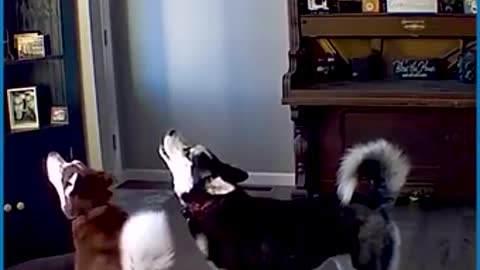 HUSKY HAVING AN ARGUMENT