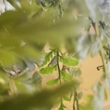 Freedom Cash Geocaching Paper Wallet -