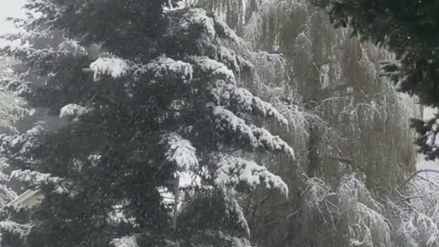 Springtime Snow in Vancouver, Washington