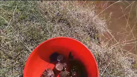 Saving Baby Snapping Turtles!