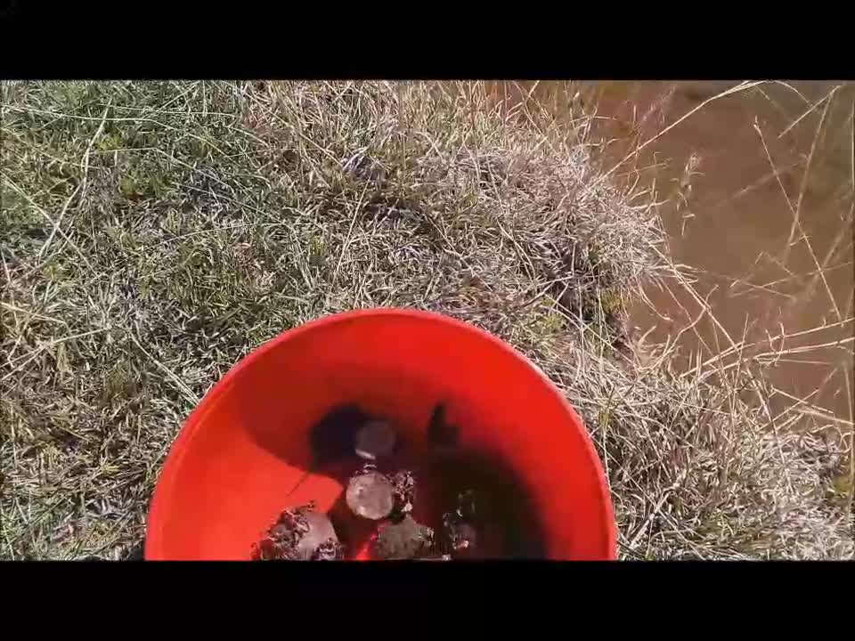 Saving Baby Snapping Turtles!