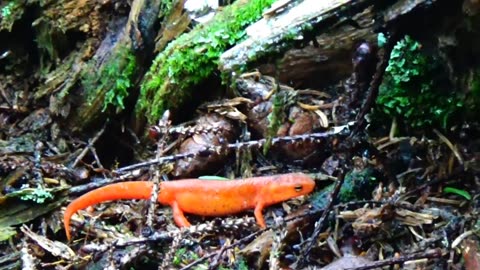 Eastern Newt