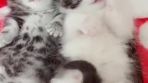 Cut and funny baby cat